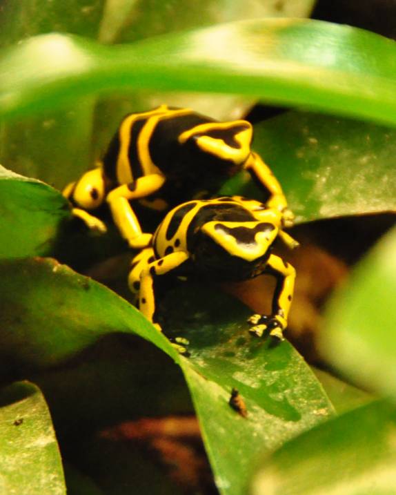 O Aquário de Atlanta, na Georgia - EUA tem uma variada coleção de sapos coloridos